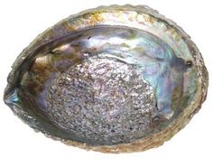 abalone schelp